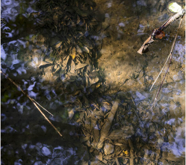 Mill Wood Beck 2007, Archival pigment print